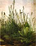 Albrecht Durer - Herbes